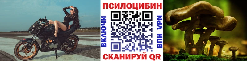 Псилоцибиновые грибы Psilocybe  Купить  Устюжна 